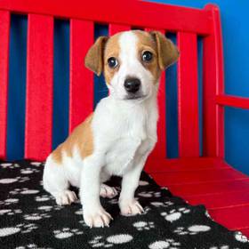 Jack Russell Terrier