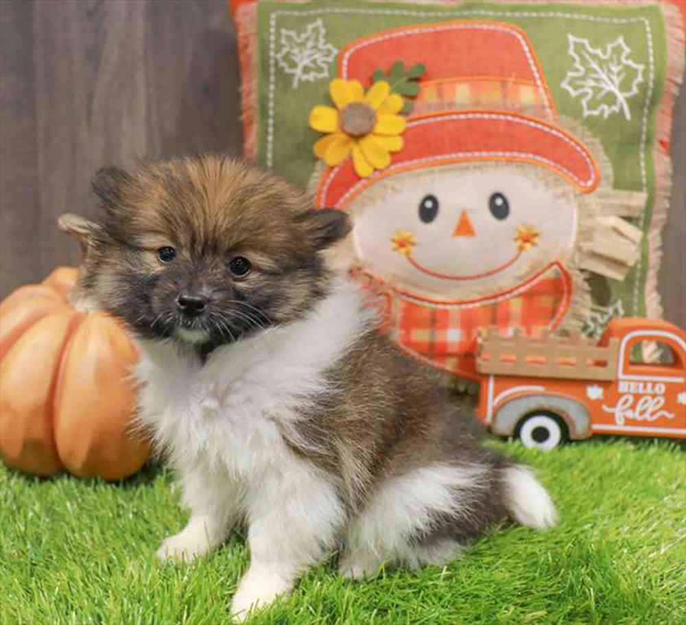 Image of a pet breed in the gallery