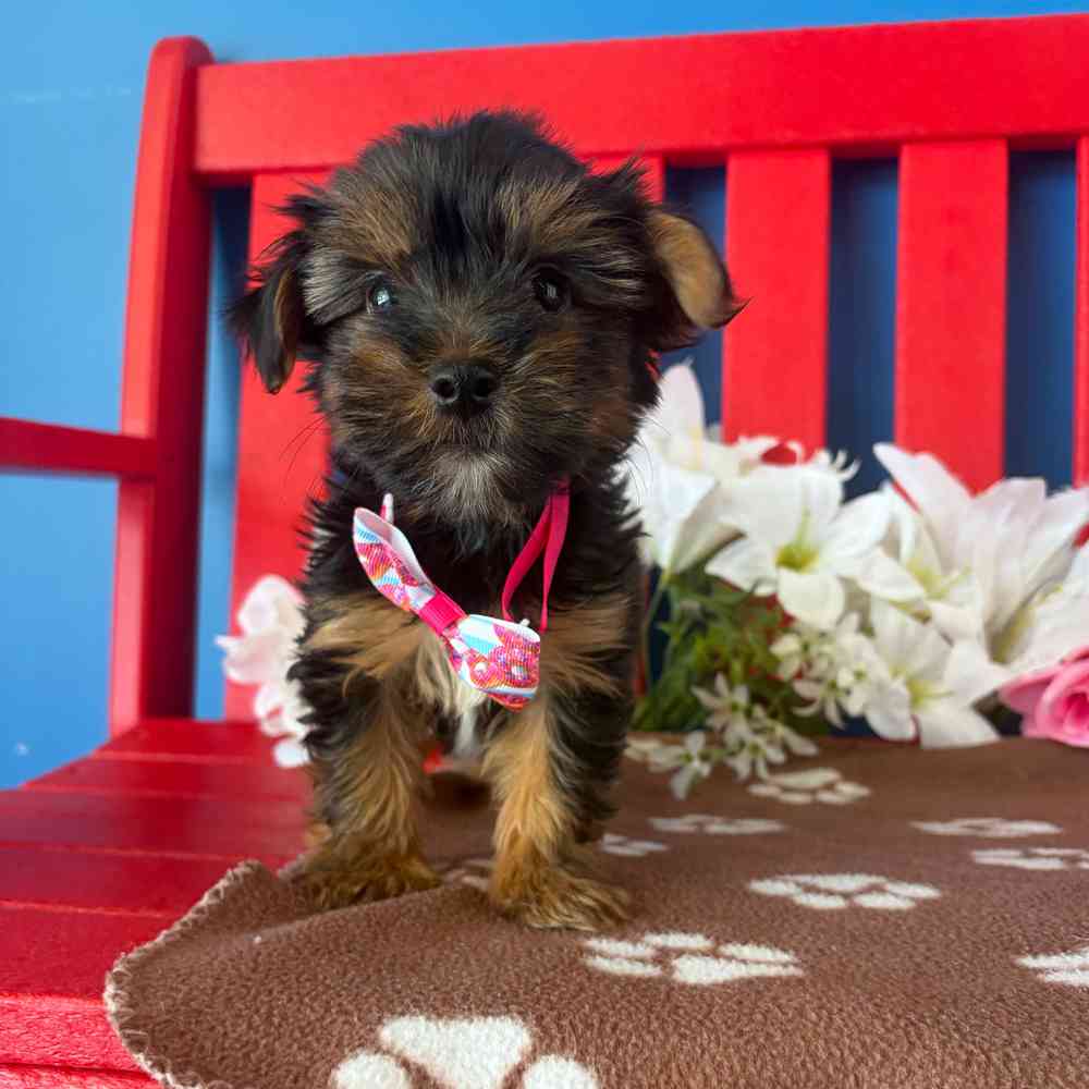 Image of a pet breed in the gallery