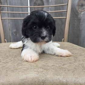 Cavapoo
