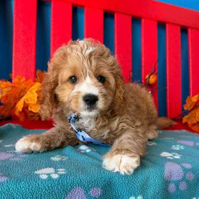 Cavapoo
