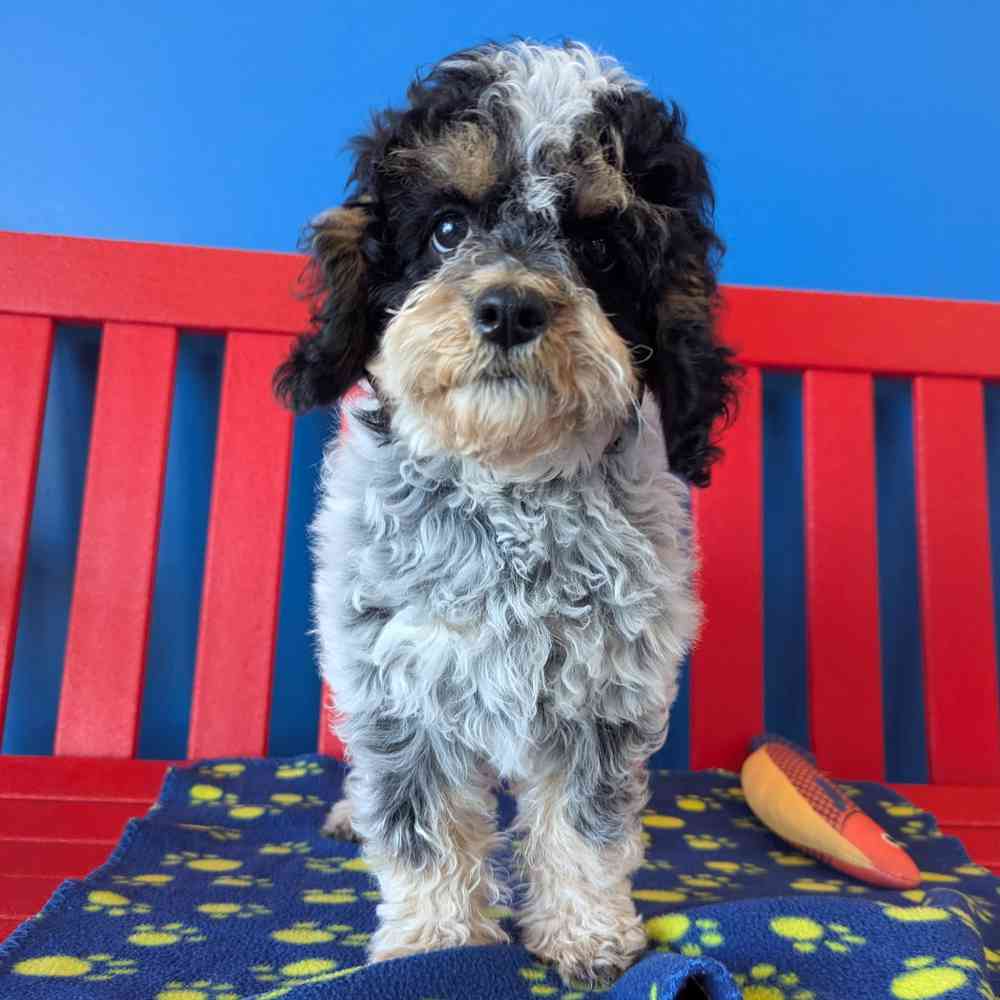 Image of a pet breed in the gallery