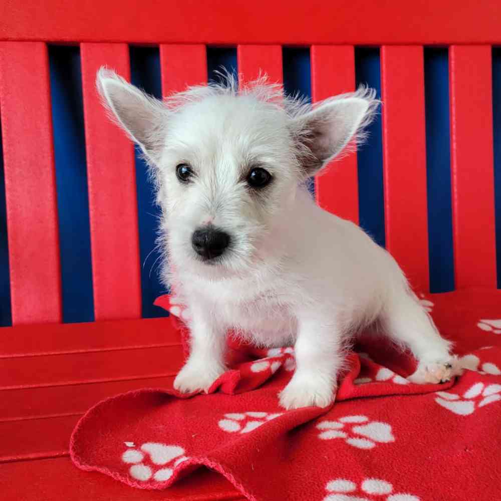 Image of a pet breed in the gallery