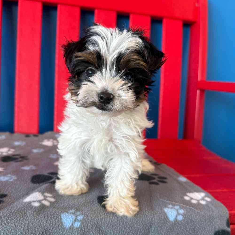 Image of a pet breed in the gallery