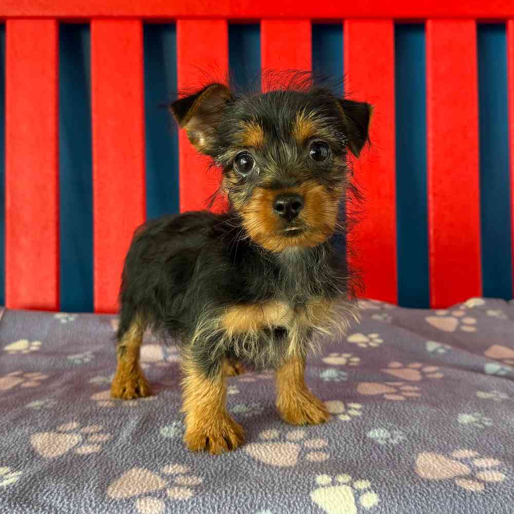 Image of a pet breed in the gallery