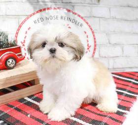Shih Tzu