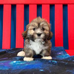 Lhasa Apso