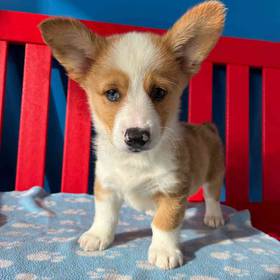 American Corgi