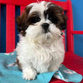 Shih Tzu