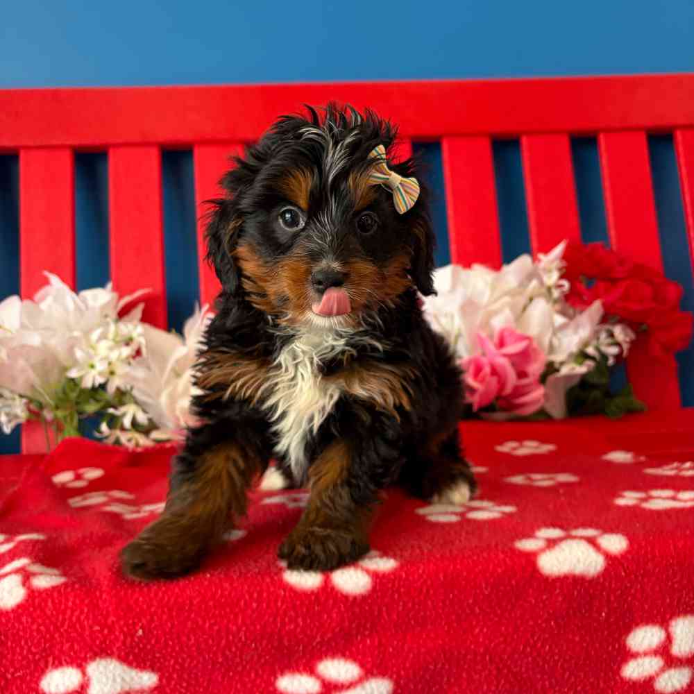 carousel pet images