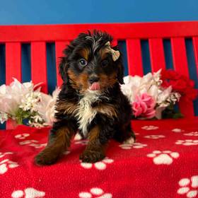 Mini Bernedoodle