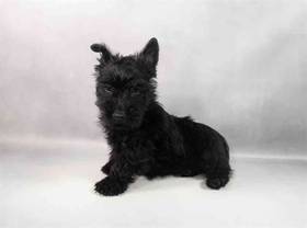 Scottish Terrier