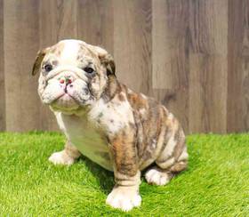 English Bulldog
