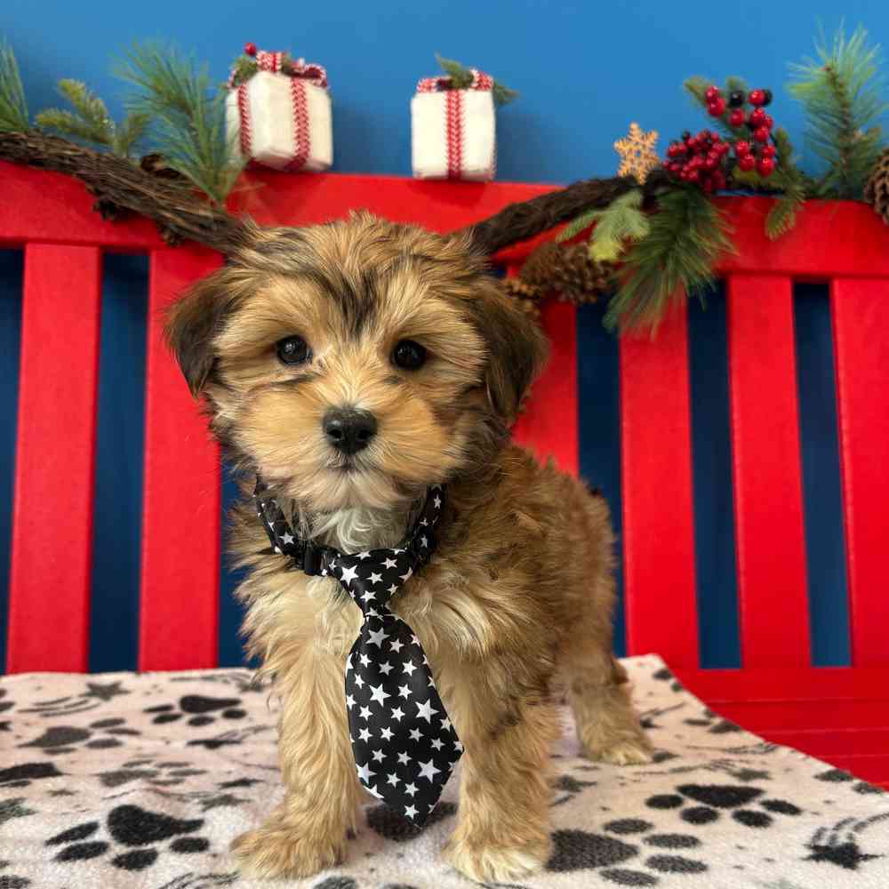 Image of a pet breed in the gallery