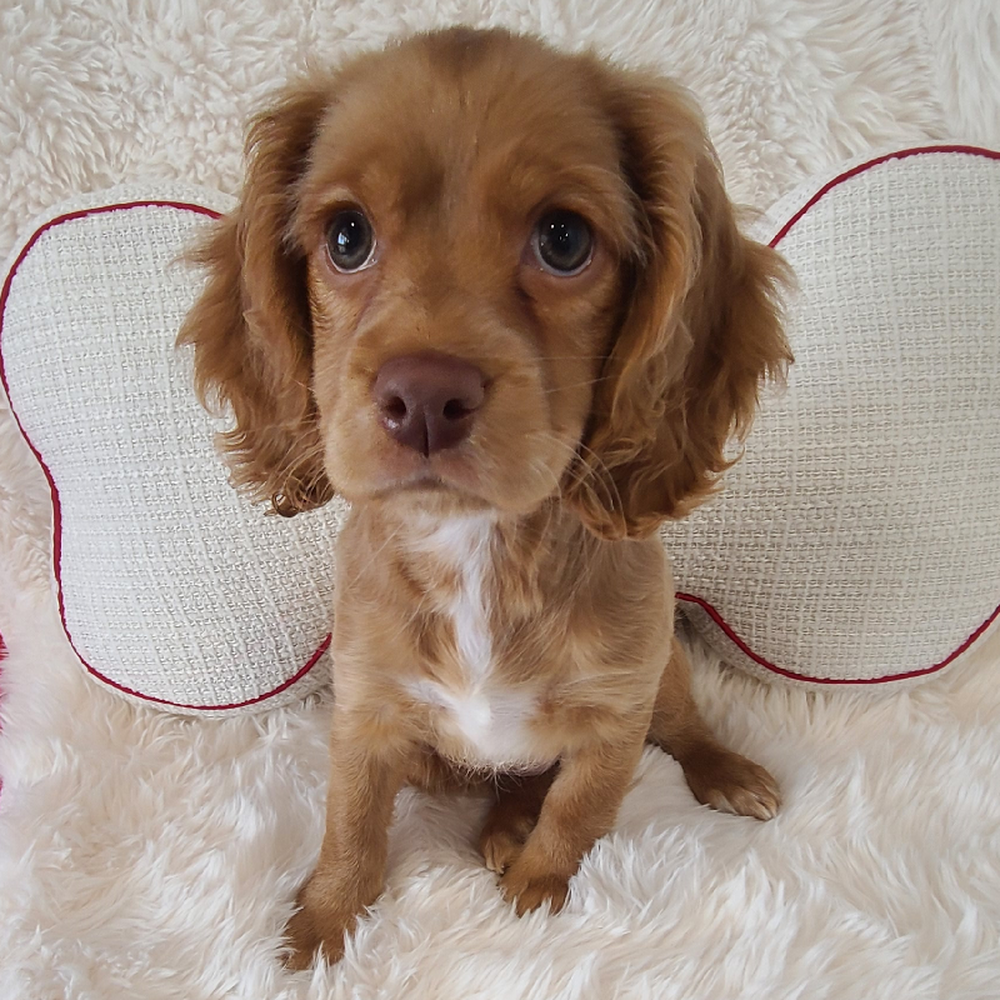 Sage Female Cocker Spaniel Puppy for sale in Manchester