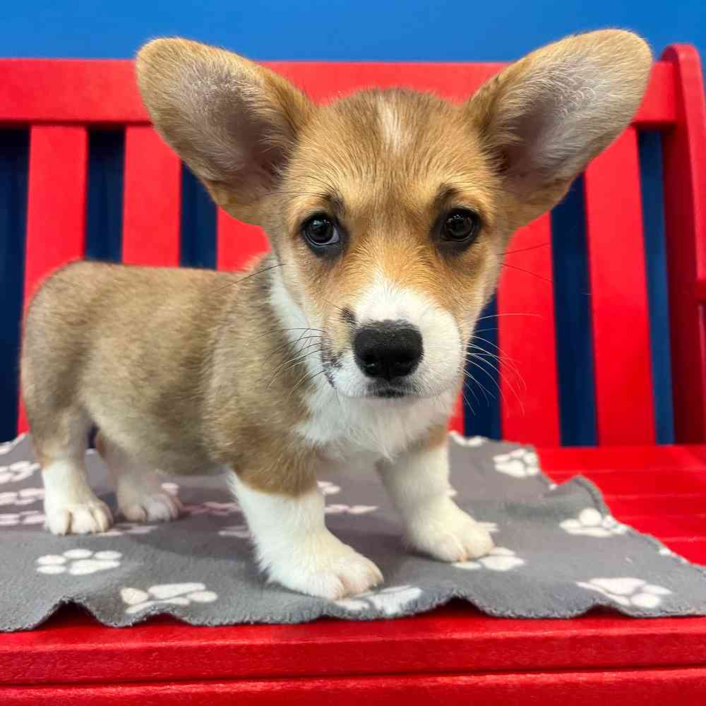 carousel pet images