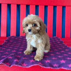 Cavapoo