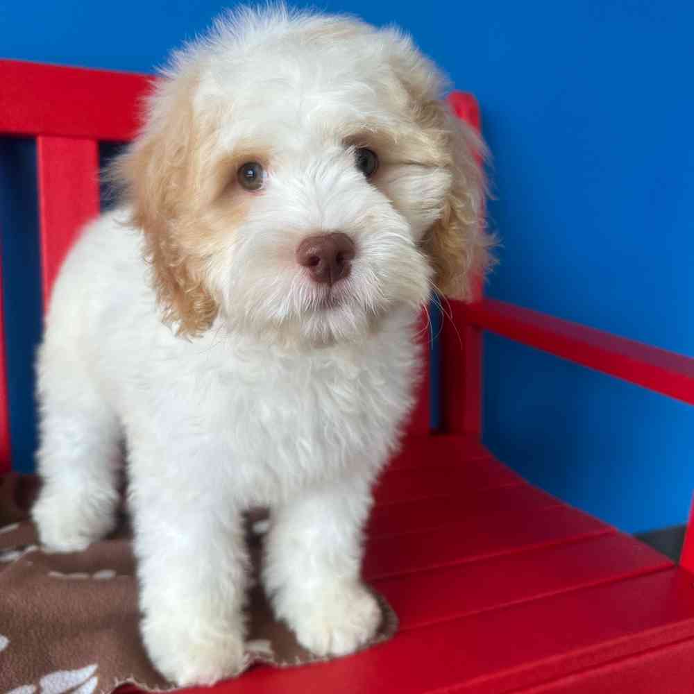 Image of a pet breed in the gallery