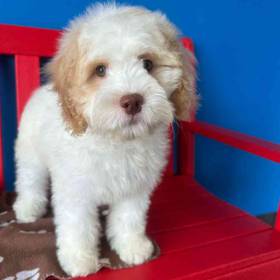 Cockapoo