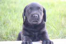 Labrador Retriever