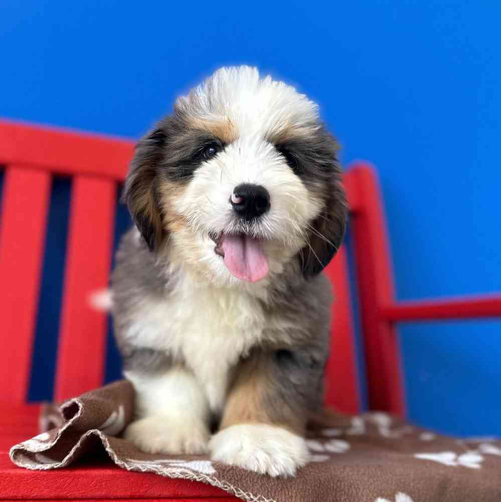 carousel pet images