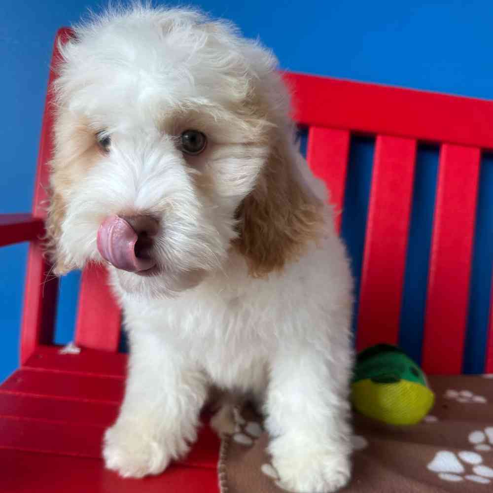 carousel pet images
