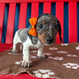 Dachshund
