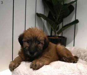 Soft Coated Wheaten Terrier