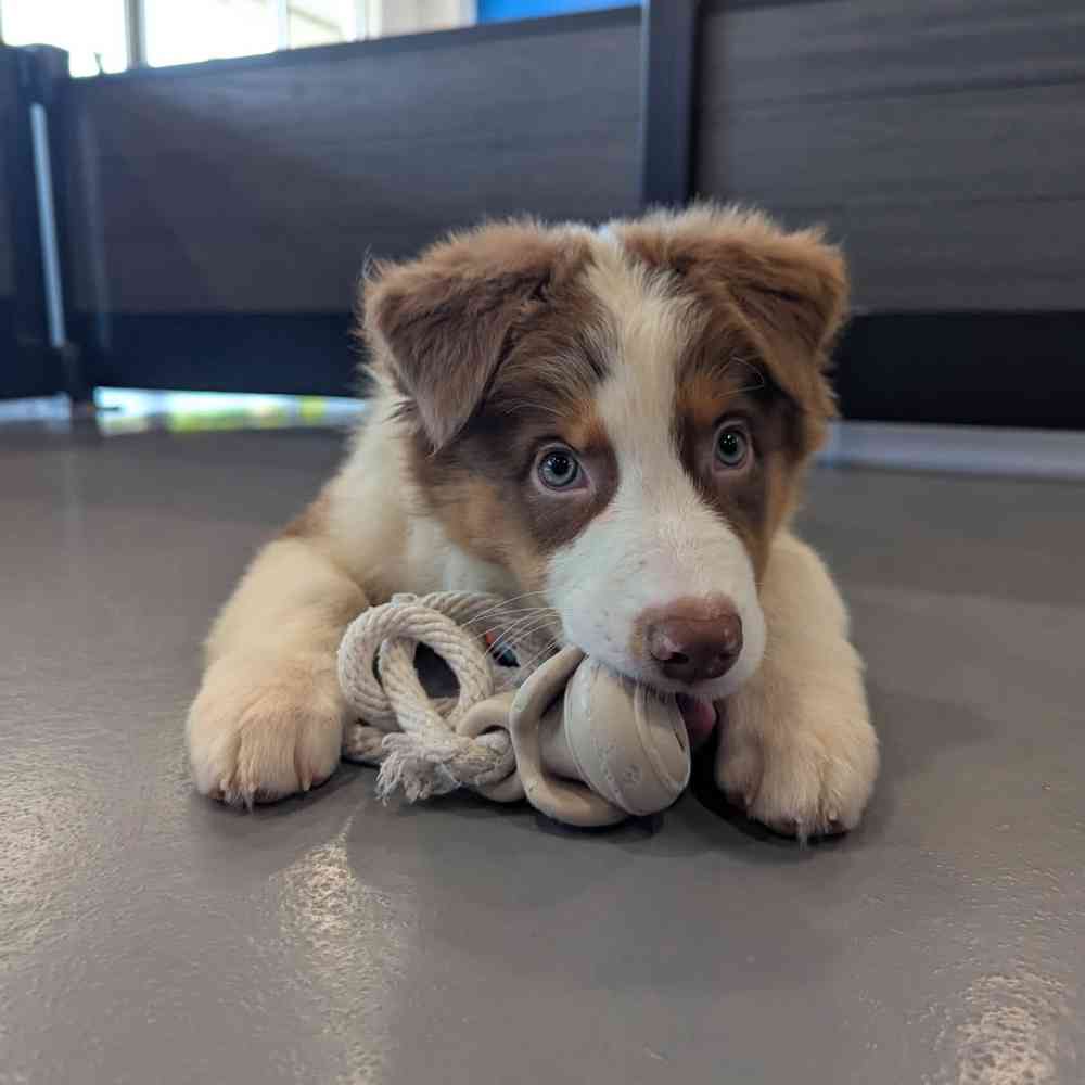 Image of a pet breed in the gallery