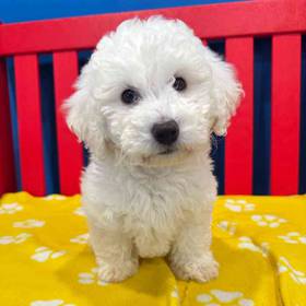 Bichon