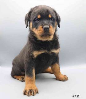 Rottweiler