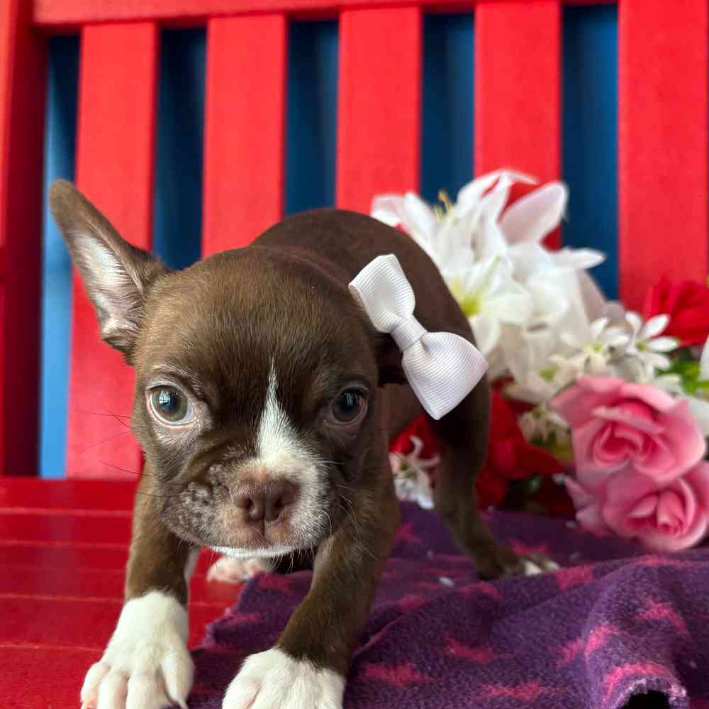 carousel pet images