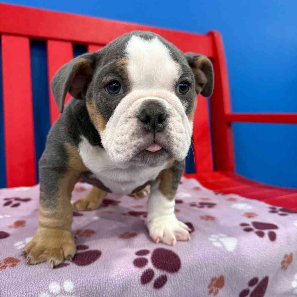 Image of a pet breed in the gallery