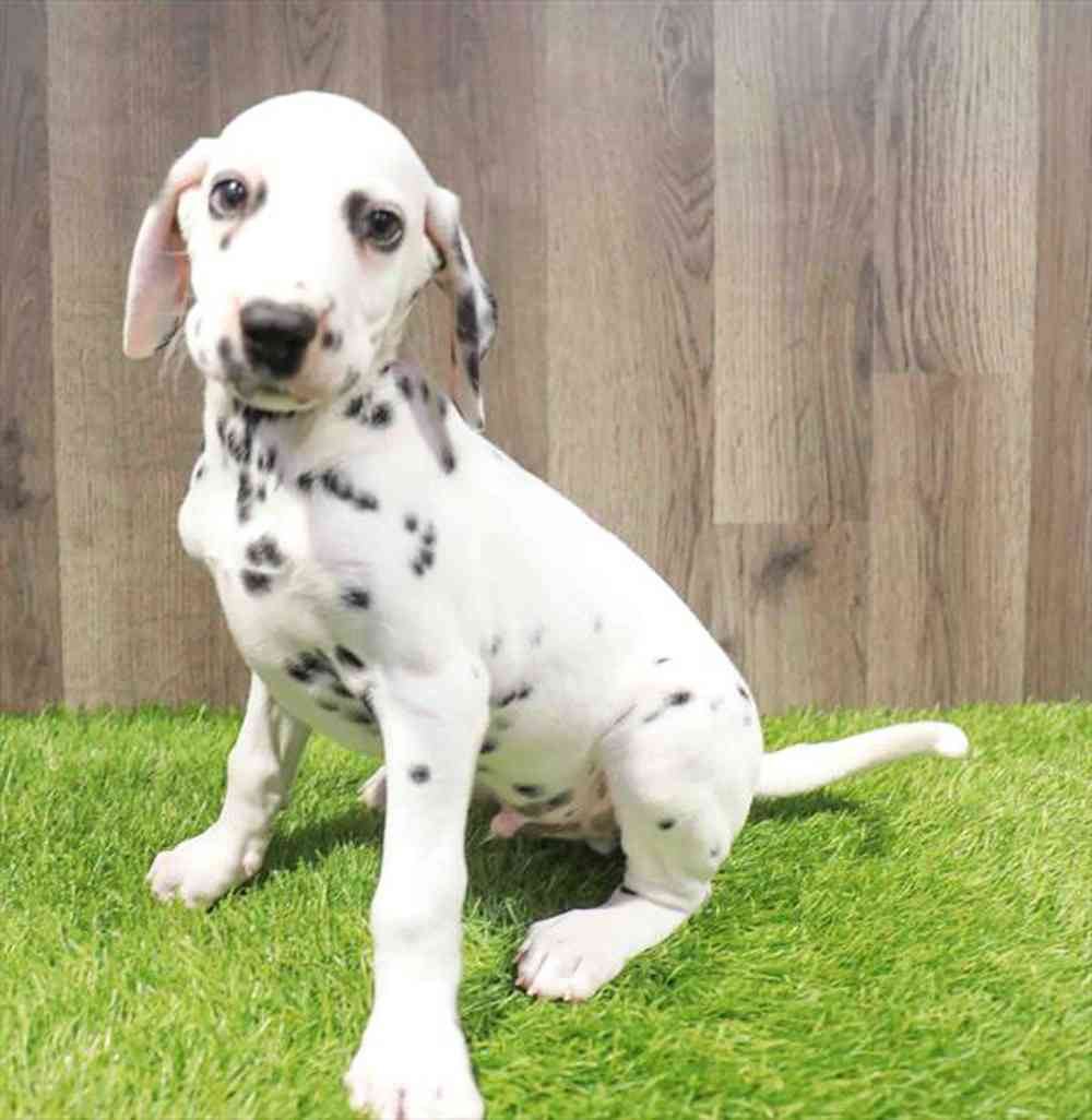 Image of a pet breed in the gallery