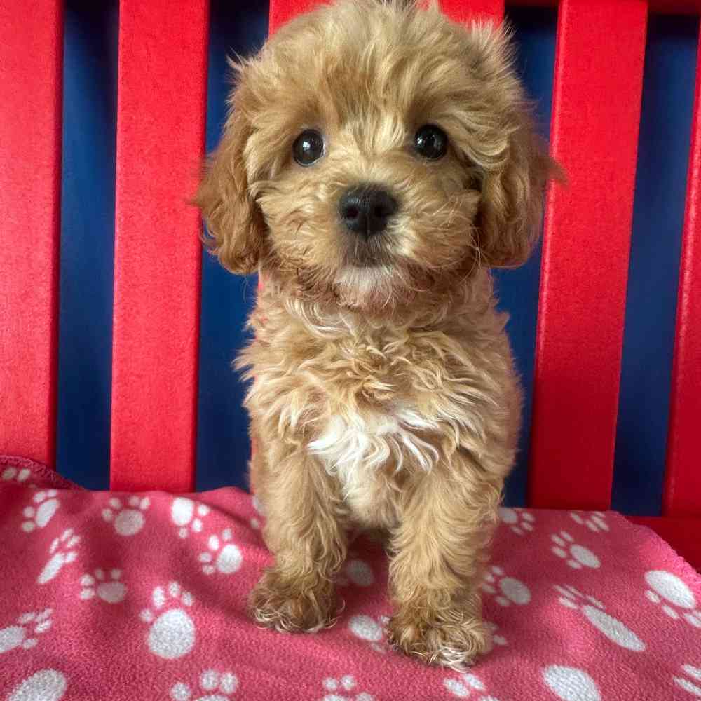 carousel pet images