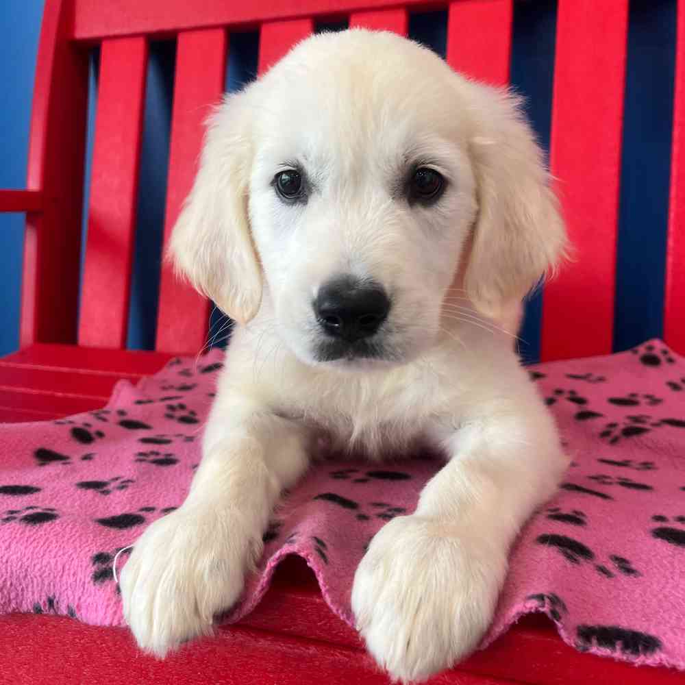 Image of a pet breed in the gallery