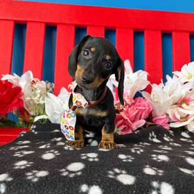 Dachshund