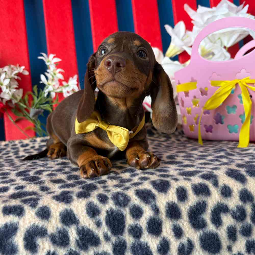 Image of a pet breed in the gallery