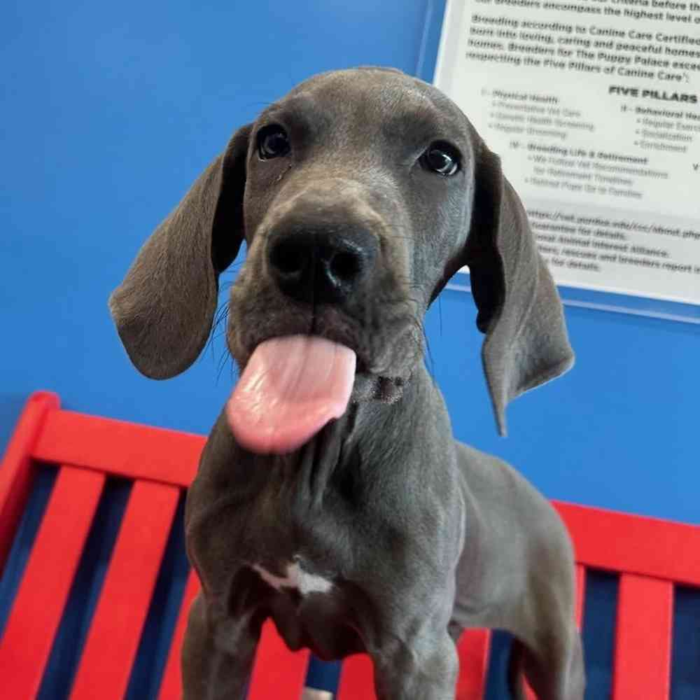 Image of a pet breed in the gallery