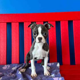Boston Terrier
