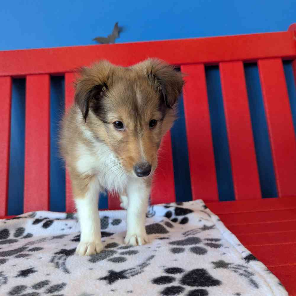 Image of a pet breed in the gallery
