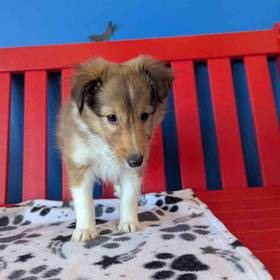 Sheltie