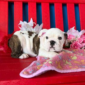English Bulldog