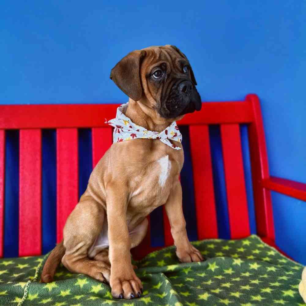 carousel pet images