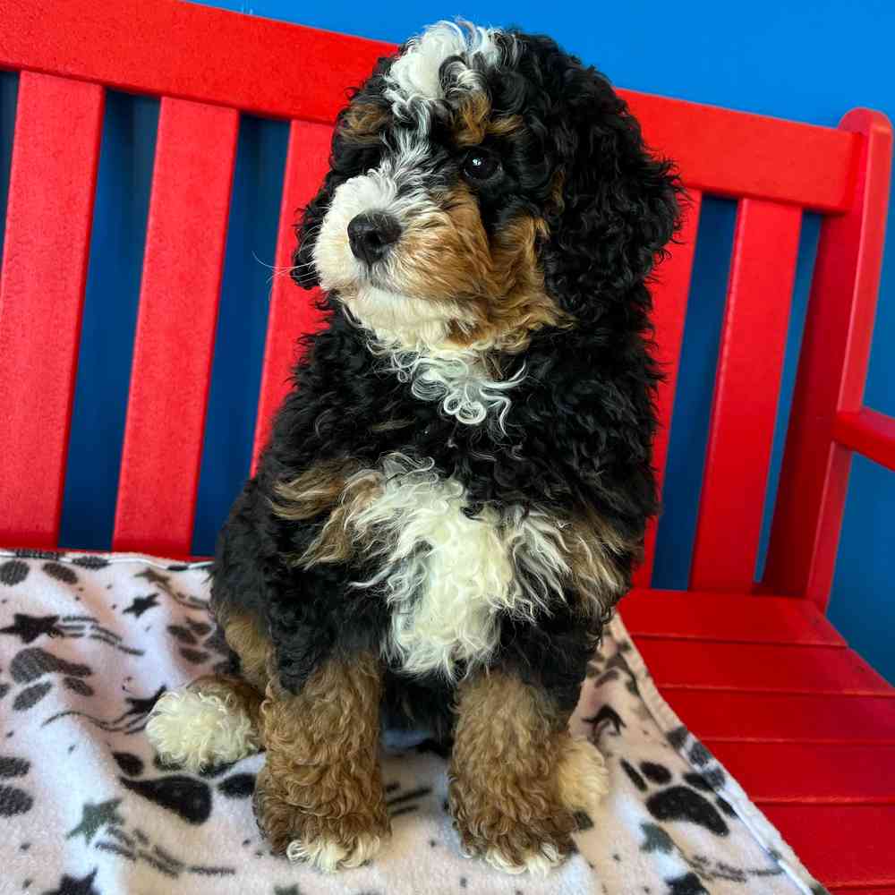 carousel pet images