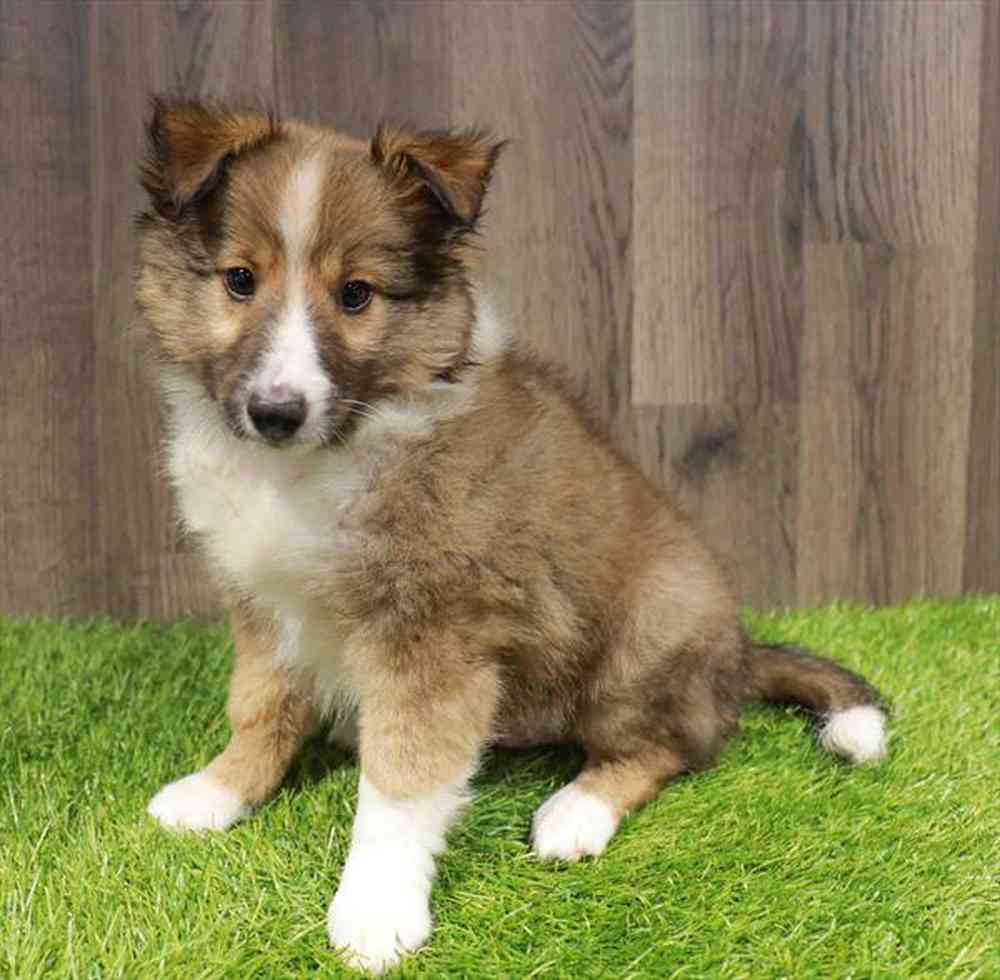 Image of a pet breed in the gallery