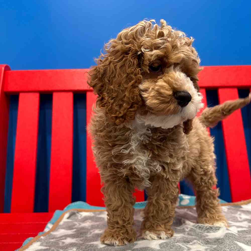 carousel pet images