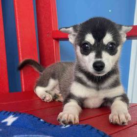Alaskan Klee Kai