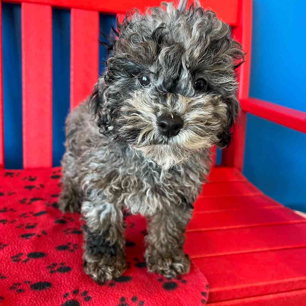 Image of a pet breed in the gallery