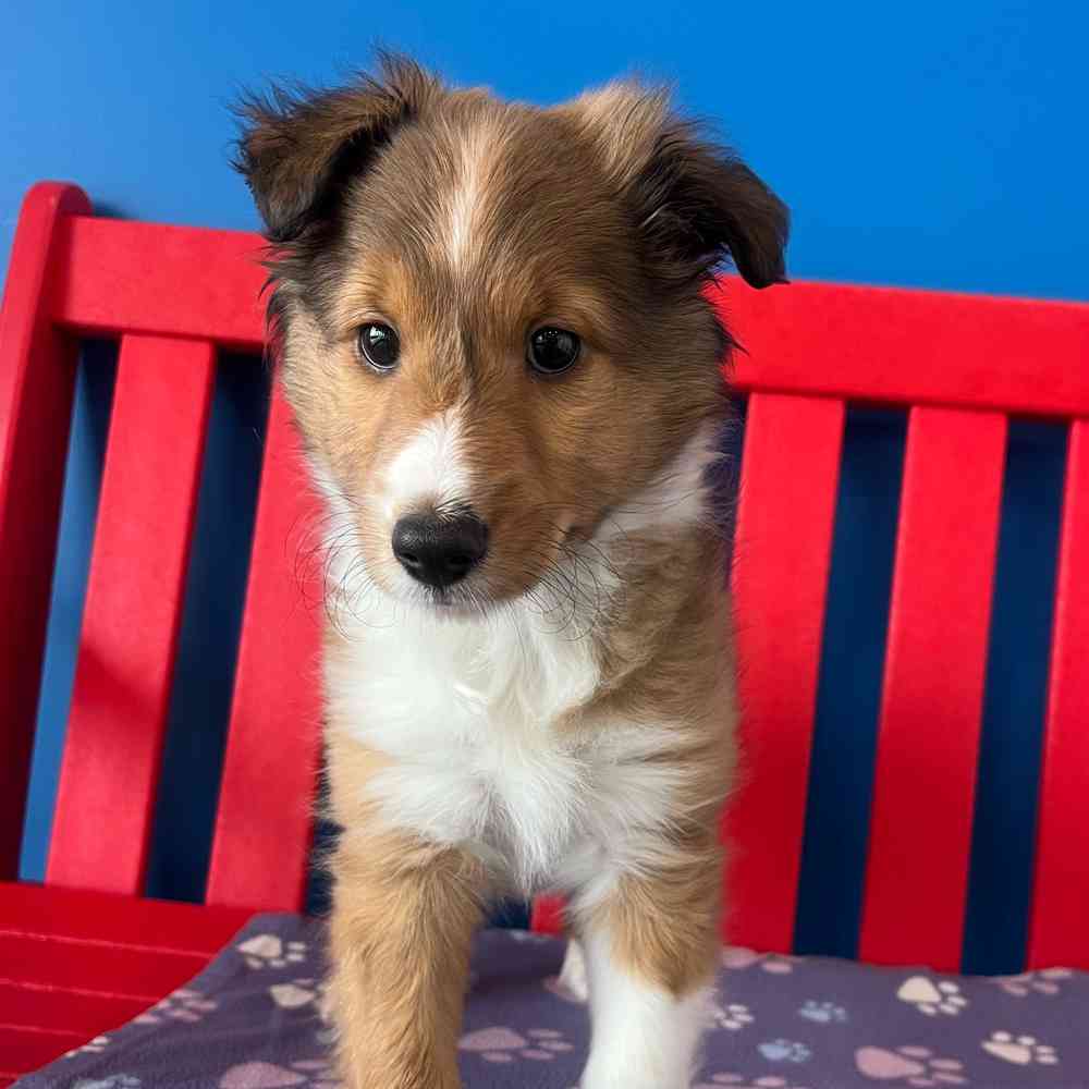 carousel pet images